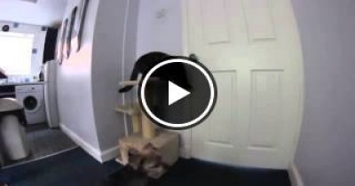شاهد قطة ماكرة تجد طريقه لفتح الباب المغلق والهروب