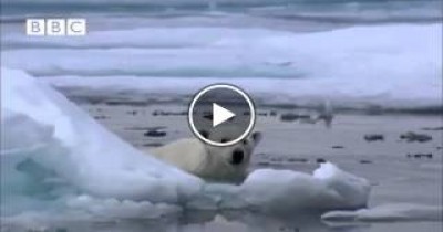فيديو رائع لدب قطبي يصطاد فريستة