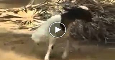 بالفيديو خروف بقدمين فقط ويعيش حياه طبيعية