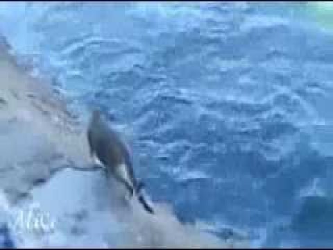 فيديو قطة تصطاد السمك بيديها من الماء