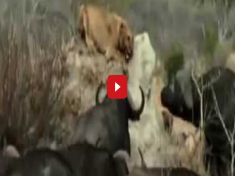 بالفيديو .. ملك الغابة فى ورطة، جواميس تنقض على أسد وتنهى حياته