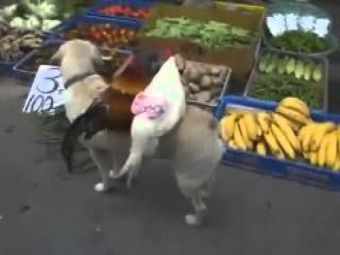 فيديو كلب يبيع الدجاج فى الصين